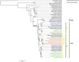 Image result for Leysera tenella