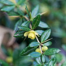 Image result for Berberis verruculosa