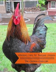 Backyards have gone to the birds! Veterinary Care For Backyard Chickens A Dialogue That Must Begin The Chicken Chick