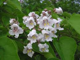 Bees serve a vital function in nature. Toxic Nectar In Defense Of Plants