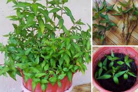 Toksah beli daun kesum lagi dah. Cara Mudah Tanam Daun Kesum Dalam Baldi Di Balkoni