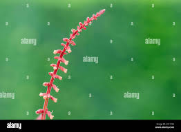 Image result for Acanthopale confertiflora