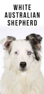 Purchasing a puppy provides you with protections such as a puppy history, health warrantees, registration papers australian shepherd. White Australian Shepherd All About This Beautiful And Unique Coat Color