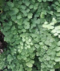 Image result for Adiantum capillus-veneris