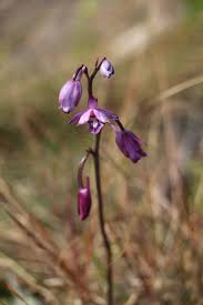 Image result for Eulophia hians