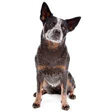 Australian Cattle Dog Breed Information Temperament Health