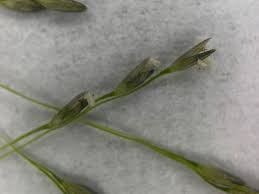 Image result for Sporobolus tenuissimus