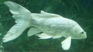 Koi fish are usually silver or white with bright markings and spots, so they stand out in a pond or an aquarium. Milk White Koi Carp Fish At Krs Youtube