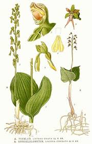Image result for Nesaea cordata