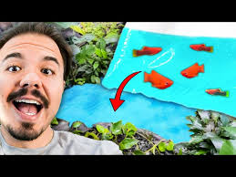 I RELEASED PLATY FISH into the Pond!