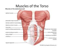 16 photos of the anterior muscles of the torso. Muscle Review Ppt Download