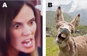 Ok so we played this game in another group and the results were 45%  correct, 50% wrong with 5% sincerely can not tell. Question is, **WHICH IS  THE DONKEY?** ** ** # ** **