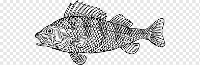 Check spelling or type a new query. Ikan Koi Sebagai Makanan Bandeng Hering S Makanan Laut Monokrom Fauna Png Pngwing