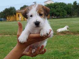 Look at pictures of jack russell terrier puppies who need a home. Juancho Jrt Broken Hair 6 Weeks Old Jack Russell Puppies Jack Russell Jack Russell Terrier