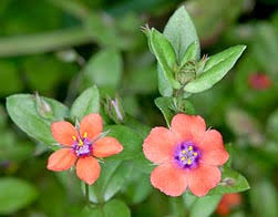 Image result for Anagallis elegantula