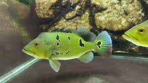 The peacock bass are piscivorus and feed during the day while remaining inactive at night. Cichla Ocellaris Brokopondo Peacock Bass Youtube