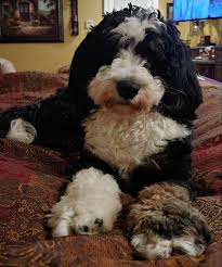We did not find results for: Mini Bernedoodle Puppies In Pennsylvania And New Jersey Home Facebook