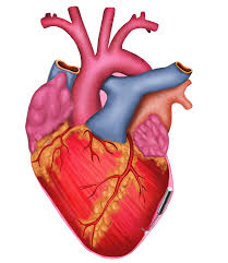 Where is the human heart located. Chla Usc Researchers Design Novel Micropacemaker Business Wire