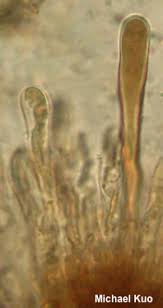 Image result for Suillus wasatchicus