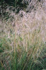 Image result for Deschampsia