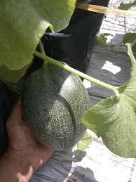 Rock melon wangi dan manis di ppk kuala selangor. Tanam Rock Melon Tepi Rumah Beli Buah Keringkan Biji Jadikan Benih Mingguan Wanita