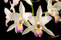 From the moment bastion fell from heaven, to the day he got his second chance at becoming an angel, he had made it his duty to show the man he loves just how much he. Orchid Hybrid Iwanagara Appleblossom