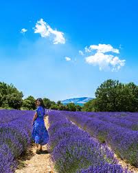 Clairmont farm is family owned, organic lavender farm. Lavender Fields In Southern California Le Wild Explorer