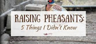 We take pride in raising long tailed, top flying birds. Raising Pheasants 5 Things I Didn T Know A Farmish Kind Of Life