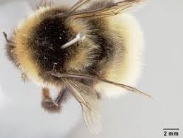 Image result for Bombus polaris