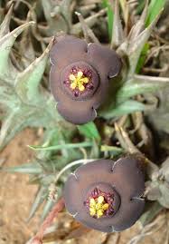 Image result for Orbea umbracula