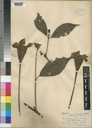 Image result for Rothmannia urcelliformis