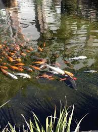 Even though genetics certainly play a. Koi Pond By Kids Pool Where The Swans Live Picture Of Pueblo Bonito Sunset Beach Golf And Spa Resort Cabo San Lucas Tripadvisor