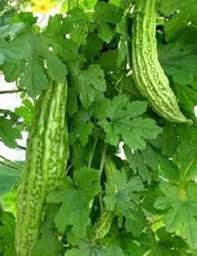 Image result for Momordica enneaphylla