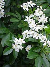 Les feuilles, simples ou lobées, semblables aux feuilles d'érable, sont découpées, parfois légèrement velues, vert tendre il donne des petits bouquets de fleurs blanches très parfumées qui fleurissent en été, entre juin et août. Epingle Sur J A R D I N