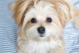 It's a name used to describe any particular canine you can buy one from anywhere between $500 and $3000 dollars. 15 Teddy Bear Dog Breeds Morki Schnoodle And More