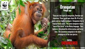 Species Fact Ecards Orangutan Animal Facts Endangered Species