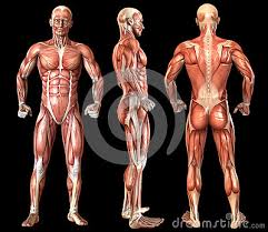 Human muscle system, the muscles of the human body that work the skeletal system, that are under voluntary control, and that are concerned with. Human Anatomy Full Body Muscles Stock Photography Cartoondealer Com 48356438