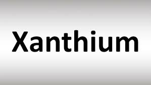 Cotyledon Meaning In Marathi | Cotyledon Translation In Marathi - Shabdkosh