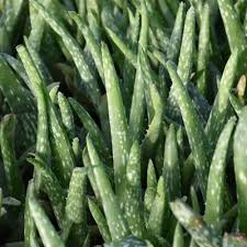 Image result for Aloe buchananii
