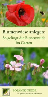 Blumenwiese Anlegen So Gelingt Die Bienenweide Im Garten Blumenwiese Anlegen Blumen Wiese Blumenwiese