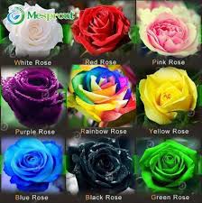 Rose garden nursing and rehabilitation center takes pride in the fact that our guiding philosophy is the when it is time to return to your home our professional social workers will make sure that your. 100pcs Flower Seed Holland Rose Seed Lover Gift Orange Green Rainbow R Gardenbargainz