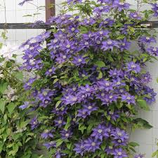 Maybe you would like to learn more about one of these? Multi Blue Clematis Large Flowered Clematis Spring Hill