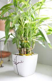 Maybe you would like to learn more about one of these? Lucky Bamboo Plant Care Growing Tips Paisley Plants
