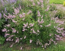 Pink Pinnacle Vitex Shrub Deer Resistant Plants Vitex Agnus Castus Vitex Tree