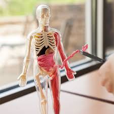 Individual words like smart, body and anatomyphysiology are frequently used in text links from other websites. Squishy Human Body Best Books For Ages 8 To 11 Fat Brain Toys