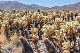 Pinto basin road, joshua tree national park, ca. 3 Best Mile Under Hikes In Joshua Tree National Park We Who Roam