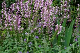 Image result for Salvia pratensis `Rose Rhapsody