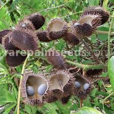 Image result for Guilandina bonduc