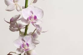 Phalaenopsis Orchid Flowers Orchid Flower Phalaenopsis Orchid Phalaenopsis