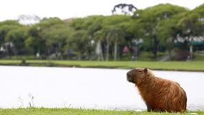 A medição foi do instituto nacional de meteorologia e o recorde anterior de menor temperatura de 2019 era de 13,1°c no dia 23 de março Curitiba Tem A Manha Mais Fria Do Ano Com Sensacao Termica Abaixo De 7Âºc